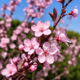 Слива розчепиріна Нігра (Prunus cerasifera Nigra) Pa-220 см, 14-16, С38