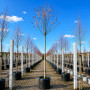 Слива розчепиріна Нігра (Prunus cerasifera Nigra) Pa-220 см, 8-10, С38