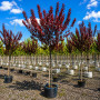 Слива розчепиріна Нігра (Prunus cerasifera Nigra) Pa-220 см, 8-10, С38