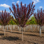 Слива розчепиріна Нігра (Prunus cerasifera Nigra) Pa-220 см, 8-10, С38