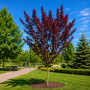 Слива розчепиріна Нігра (Prunus cerasifera Nigra) Pa-220 см, 8-10, С38
