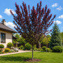 Слива розчепиріна Нігра (Prunus cerasifera Nigra) Pa-220 см, 8-10, С38
