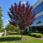 Слива розчепиріна Нігра (Prunus cerasifera Nigra) Pa-220 см, 8-10, С38