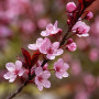 Слива розчепиріна Нігра (Prunus cerasifera Nigra) Pa-220 см, 8-10, С38