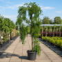 Софора японcька Пендула (Sophora Japonica Pendula) 14-16см, Ра 200, С79