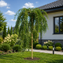 Софора японcька Пендула (Sophora Japonica Pendula) 14-16см, Ра 200, С79