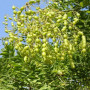 Софора японcька Пендула (Sophora Japonica Pendula) 14-16см, Ра 200, С79