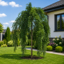 Софора японcька Пендула (Sophora Japonica Pendula) 14-16см, Ра 200, С79