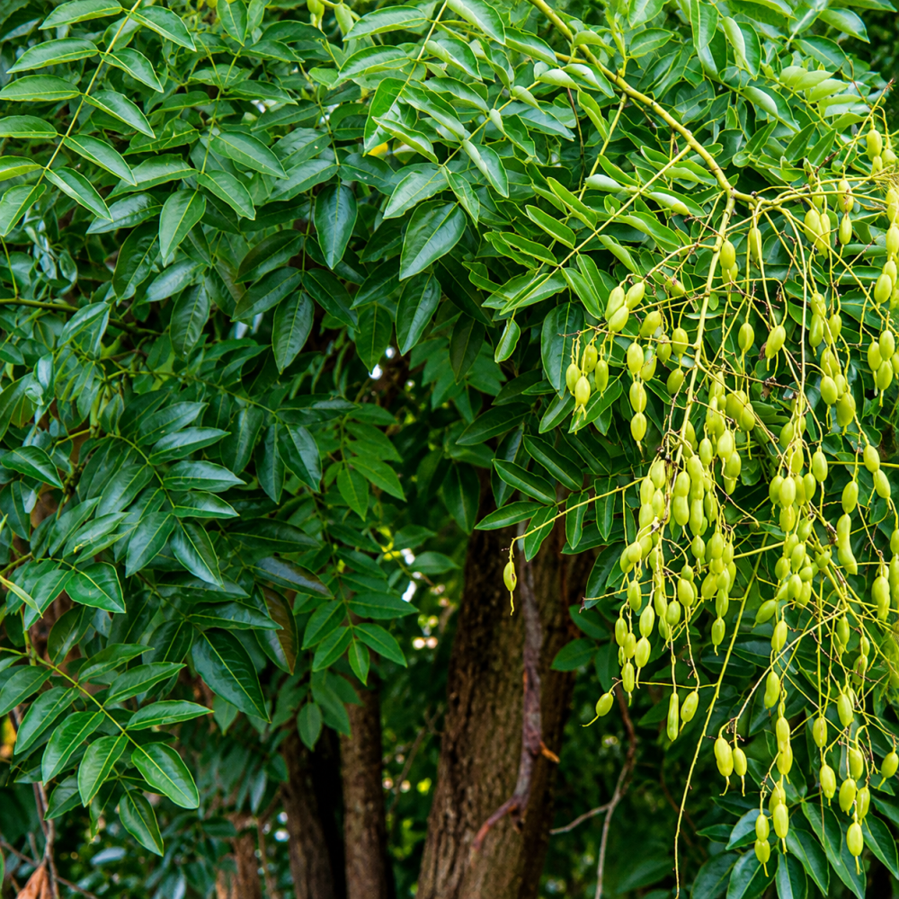 Софора японcька Пендула (Sophora Japonica Pendula) 14-16см, Ра 200, С79