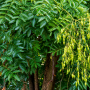 Софора японcька Пендула (Sophora Japonica Pendula) 14-16см, Ра 200, С79