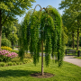 Софора японcька Пендула (Sophora Japonica Pendula) 14-16см, Ра 200, С79