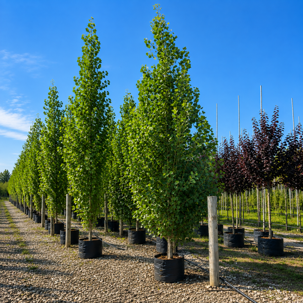 Тополя чорна Італіка (Populus nigra Italica)