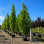 Тополя чорна Італіка (Populus nigra Italica)