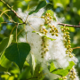 Тополя чорна Італіка (Populus nigra Italica)