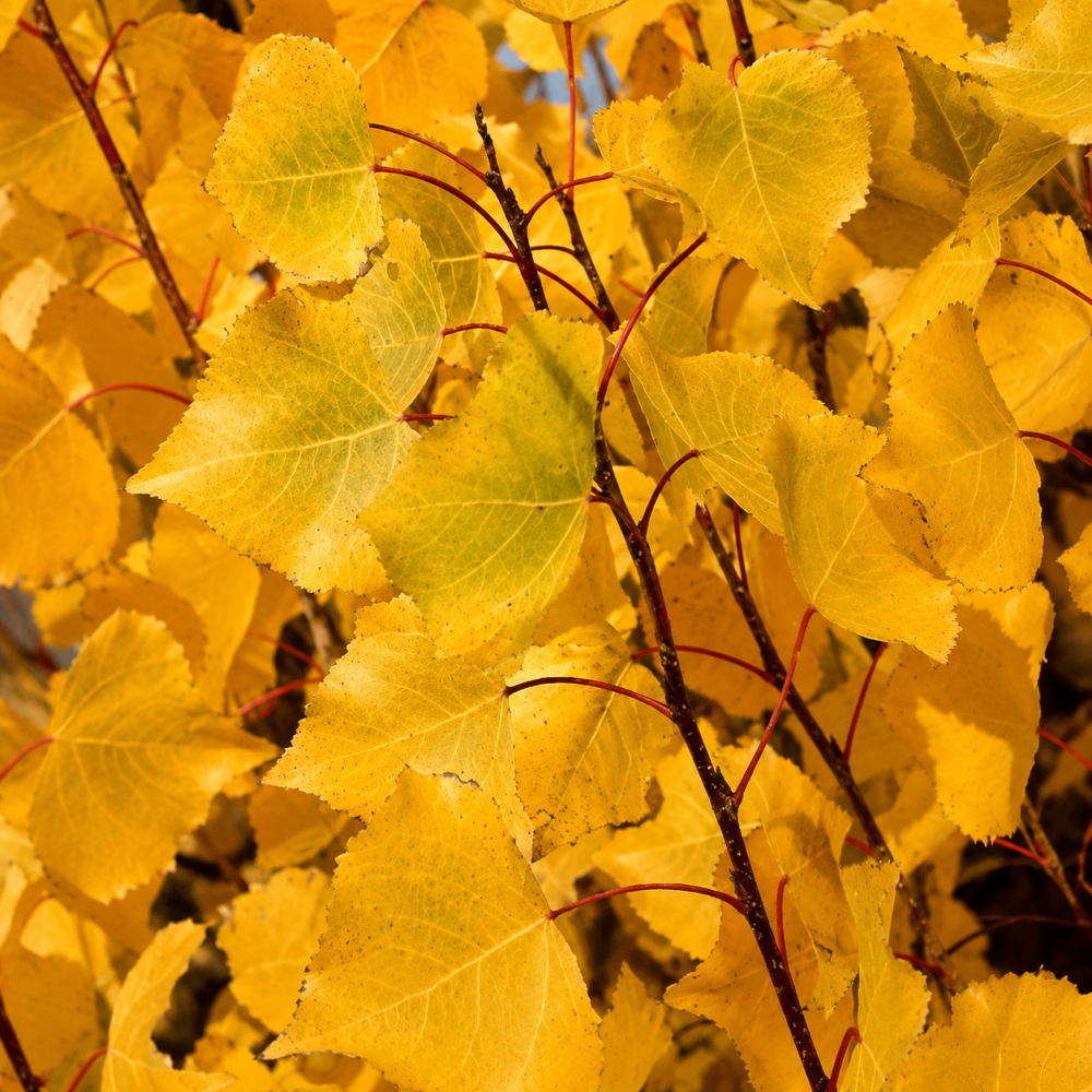 Тополя чорна Італіка (Populus nigra Italica)