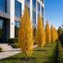 Тополя чорна Італіка (Populus nigra Italica)