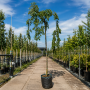 Вяз плакучий Мауро (Ulmus glabra Mauro) 10-12 см, Ра 220 см, С55