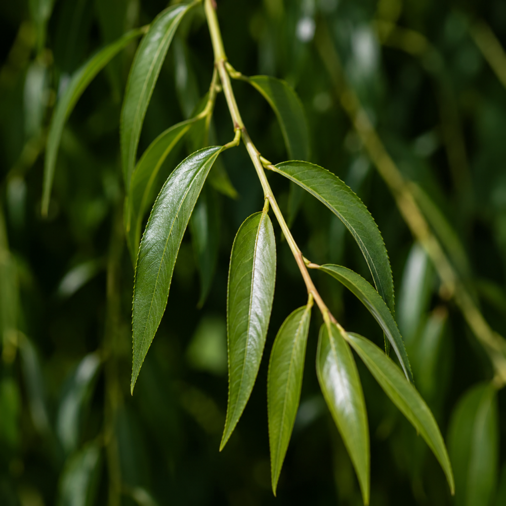 Вяз плакучий Мауро (Ulmus glabra Mauro) 10-12 см, Ра 220 см, С55