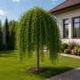 Вяз плакучий Мауро (Ulmus glabra Mauro) 10-12 см, Ра 220 см, С55