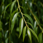 Вяз плакучий Мауро (Ulmus glabra Mauro) 14-16 см, Ра 220 см, С55