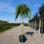 Вяз плакучий Мауро (Ulmus glabra Mauro) 16-18 см, Ра 220 см, С55