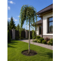 Вяз плакучий Мауро (Ulmus glabra Mauro) 16-18 см, Ра 220 см, С55