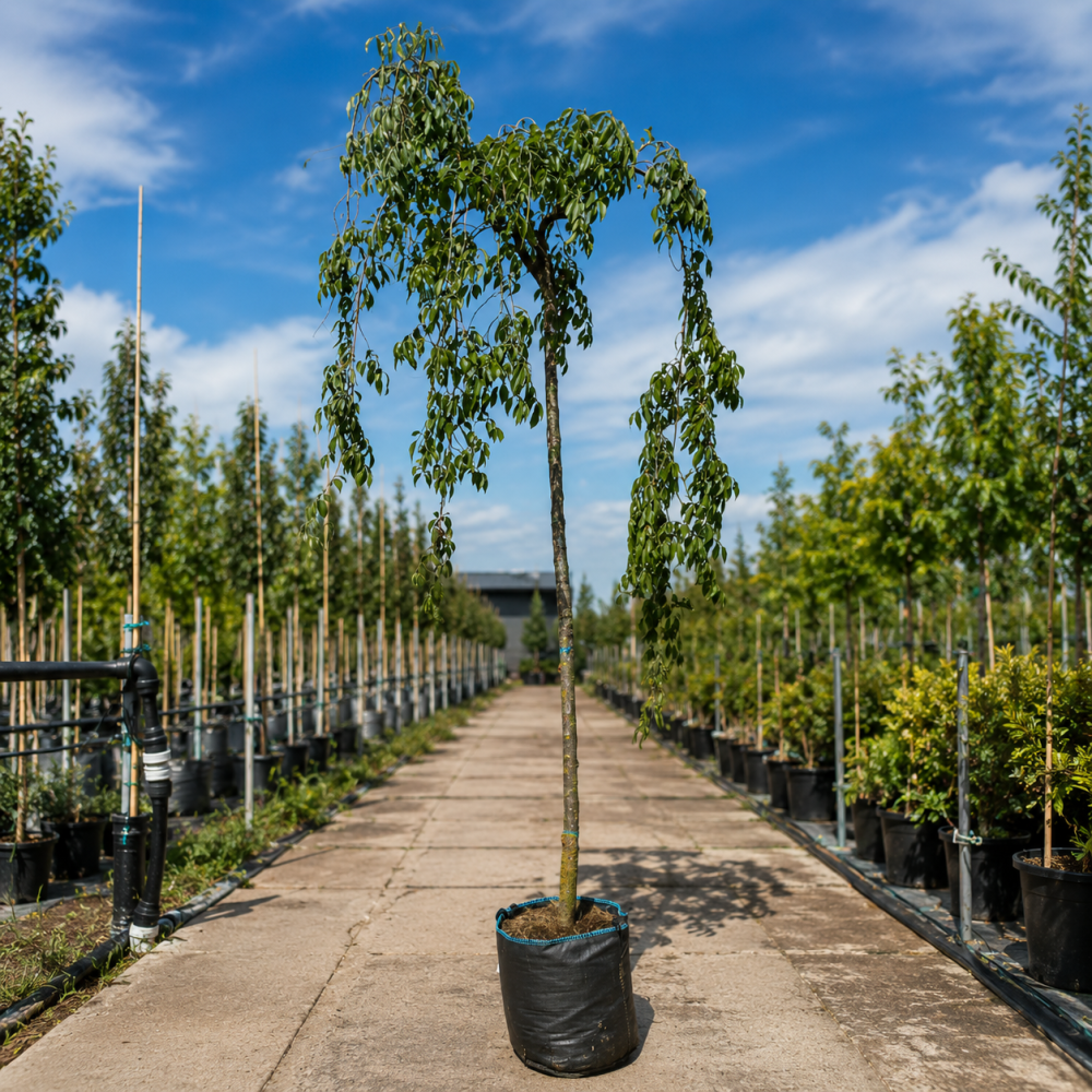 Вяз плакучий Мауро (Ulmus glabra Mauro) 16-18 см, Ра 220 см, С55