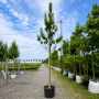 Вяз плакучий Вада (Ulmus glabra Vada) 10-12 см, 350 см, С38