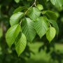 Вяз плакучий Вада (Ulmus glabra Vada) 10-12 см, 350 см, С38