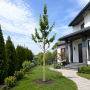 Вяз плакучий Вада (Ulmus glabra Vada) 12-14 см, 350 см, С38