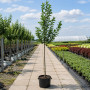 Яблоня Голден Хорнет (Malus Golden Hornet) 10-12 см, 350 см, C95