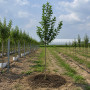 Яблоня Голден Хорнет (Malus Golden Hornet) 10-12 см, 350 см, C95