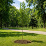 Яблоня Голден Хорнет (Malus Golden Hornet) 10-12 см, 350 см, C95