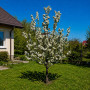 Яблоня Голден Хорнет (Malus Golden Hornet) 10-12 см, 350 см, C95