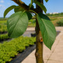 Яблоня Голден Хорнет (Malus Golden Hornet) 10-12 см, 350 см, C95