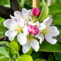 Яблоня Голден Хорнет (Malus Golden Hornet) 10-12 см, 350 см, C95