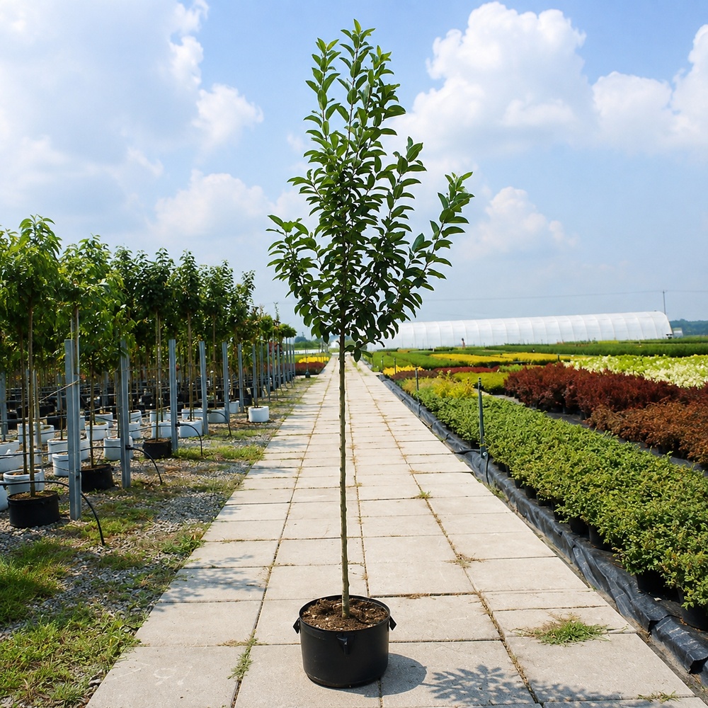 Яблуня Голден Хорнет (Malus Golden Hornet) 12-14 см, 350 см, C95