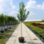 Яблуня Голден Хорнет (Malus Golden Hornet) 12-14 см, 350 см, C95