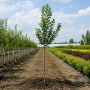 Яблуня Голден Хорнет (Malus Golden Hornet) 12-14 см, 350 см, C95