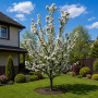 Яблуня Голден Хорнет (Malus Golden Hornet) 12-14 см, 350 см, C95