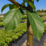 Яблуня Голден Хорнет (Malus Golden Hornet) 12-14 см, 350 см, C95