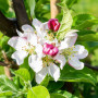 Яблуня Голден Хорнет (Malus Golden Hornet) 12-14 см, 350 см, C95