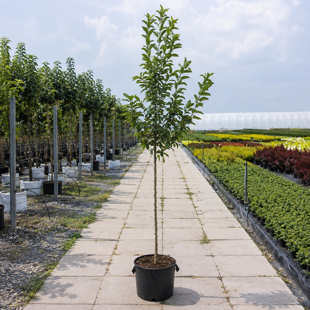 Яблуня Голден Хорнет (Malus Golden Hornet) 14-16 см, 350 см, C95