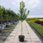 Яблуня Голден Хорнет (Malus Golden Hornet) 14-16 см, 350 см, C95