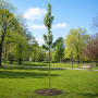 Яблуня Голден Хорнет (Malus Golden Hornet) 14-16 см, 350 см, C95
