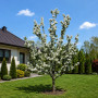 Яблуня Голден Хорнет (Malus Golden Hornet) 14-16 см, 350 см, C95
