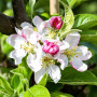Яблуня Голден Хорнет (Malus Golden Hornet) 14-16 см, 350 см, C95