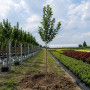 Яблуня Голден Хорнет (Malus Golden Hornet) 16-18 см, 350 см, C95