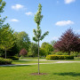 Яблуня Голден Хорнет (Malus Golden Hornet) 16-18 см, 350 см, C95