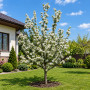 Яблуня Голден Хорнет (Malus Golden Hornet) 16-18 см, 350 см, C95